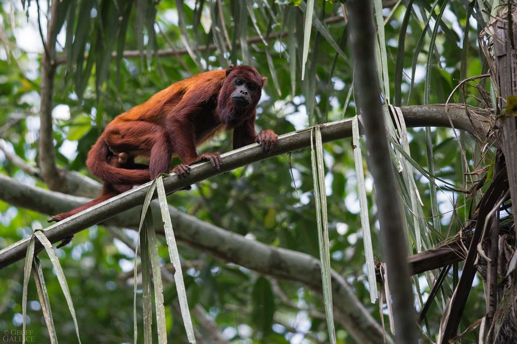 howler monkey