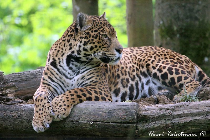 jaguar animal