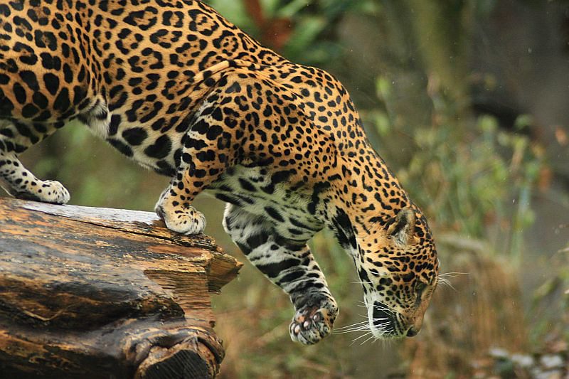 jaguar