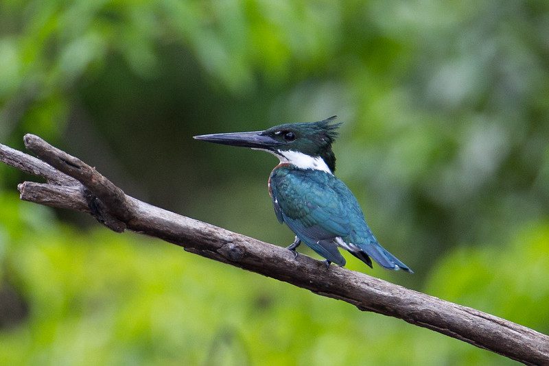 kingfisher the bird