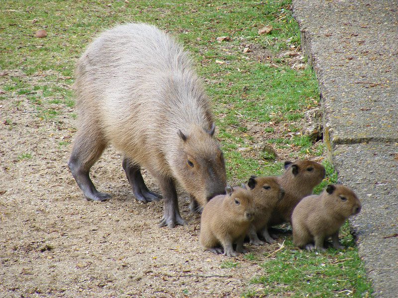 newborn capybara