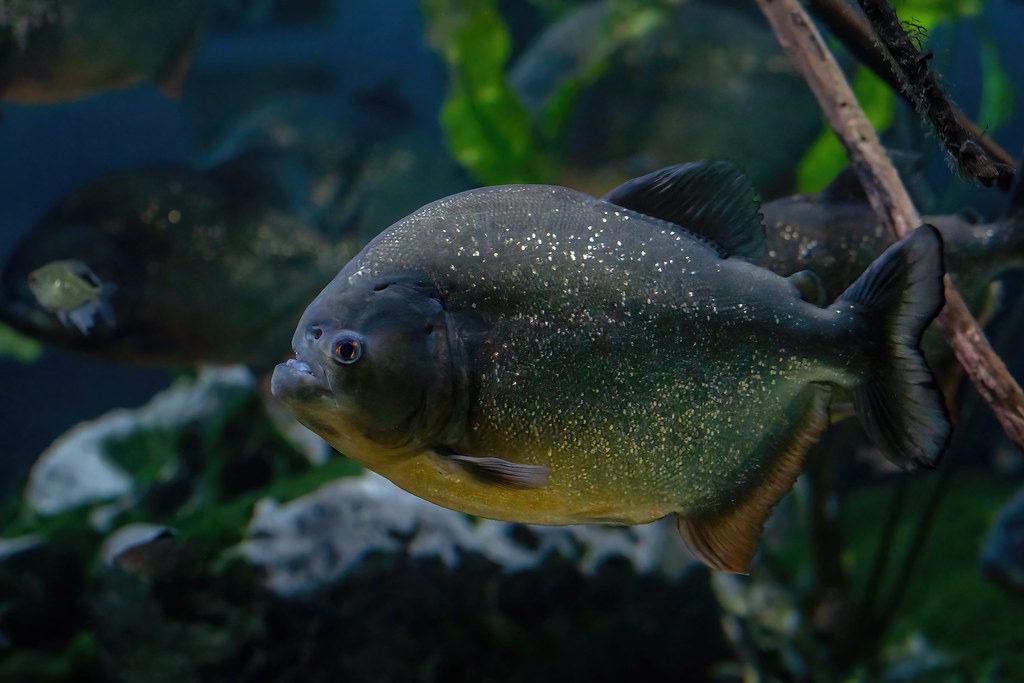 piranha the fish