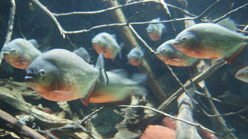 piranhas piranhas