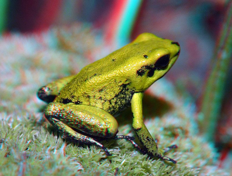 poison dart frog golden