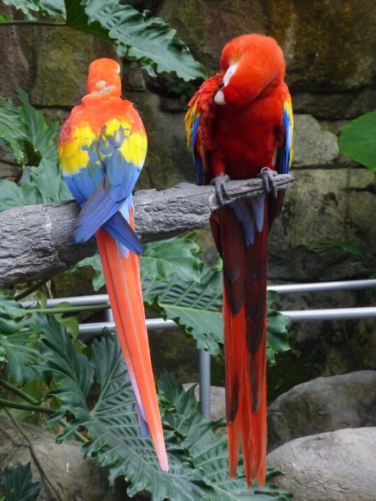 red macaw bird