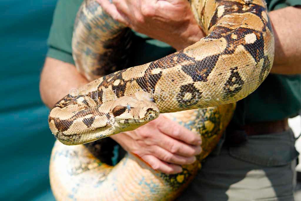 red tailed boa