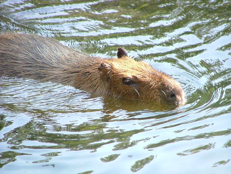rodent capybara