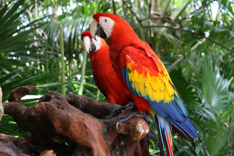 scarlet macaw