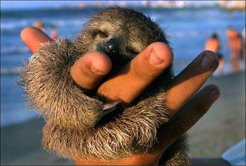 sloths baby