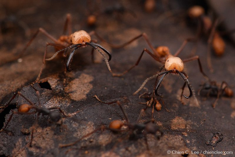 soldier ants