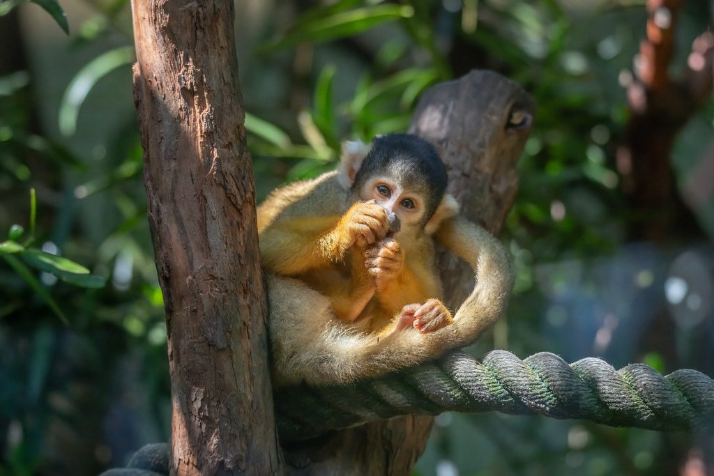 squirrel monkey animal Puerto Maldonado