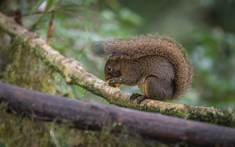 squirrel species
