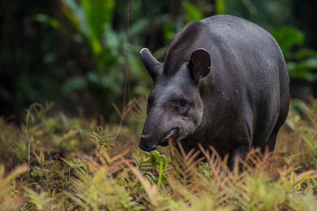 tapir the animal