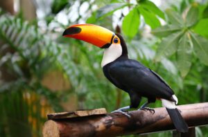 toco toucan