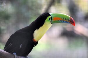 toucan bird