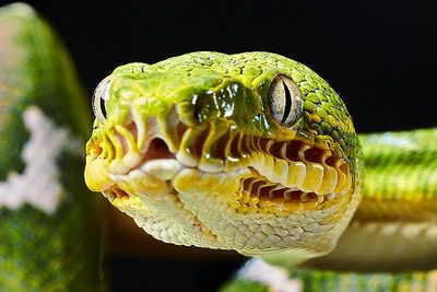 tree boa snake