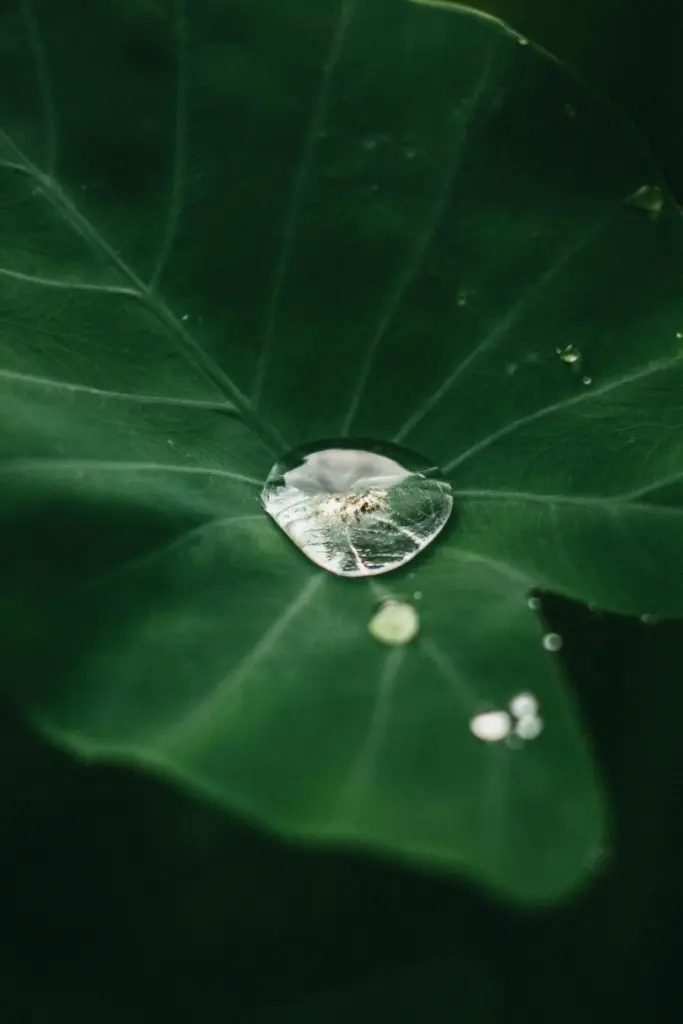 Amazon Rainforest Seasons peru