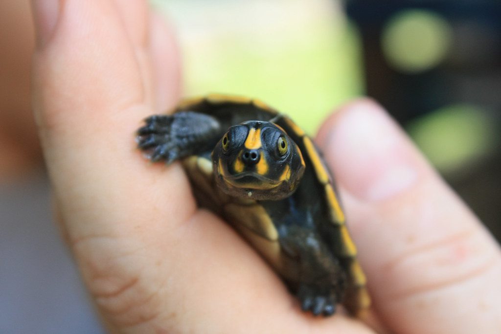 Amazon South American River Turtle (Podocnemis expansa)