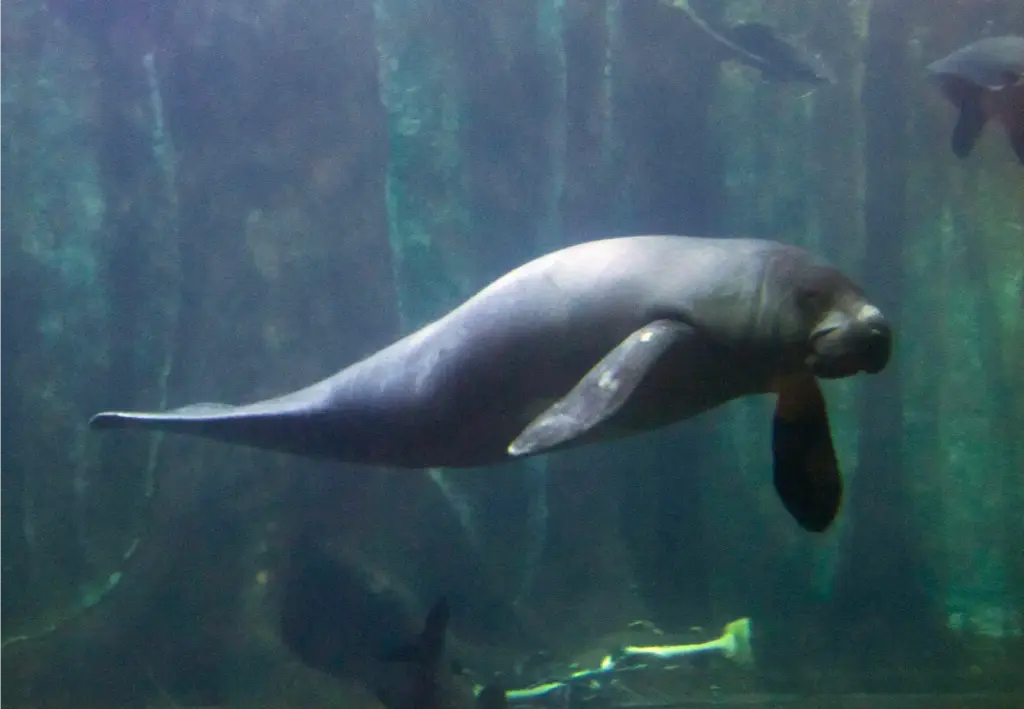 Amazonian manatee Trichechus inunguis