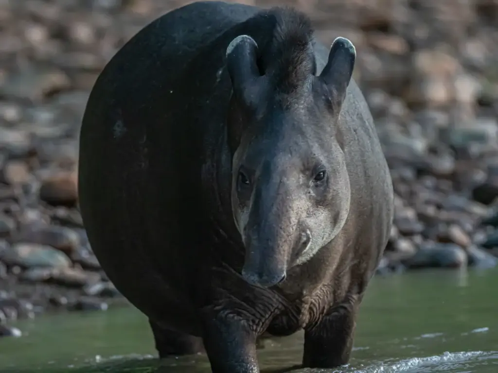 Brazilian Tapir Amazon