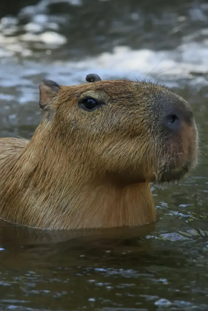 Capybara Hydrochoerus hydrochaeris