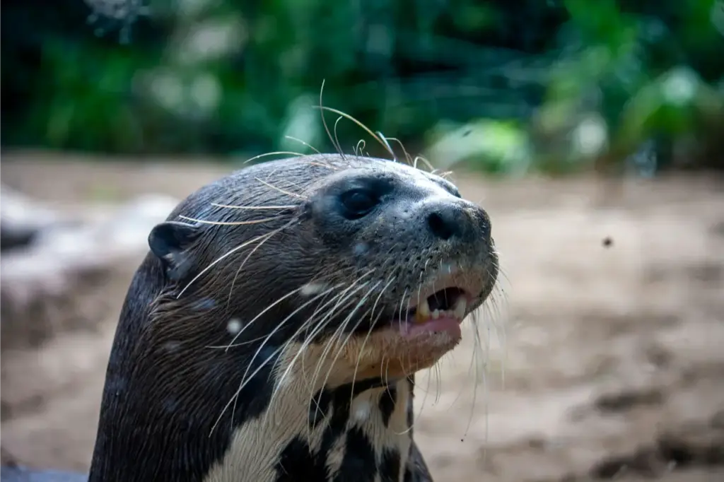Giant River Otter Pteronura brasiliensis