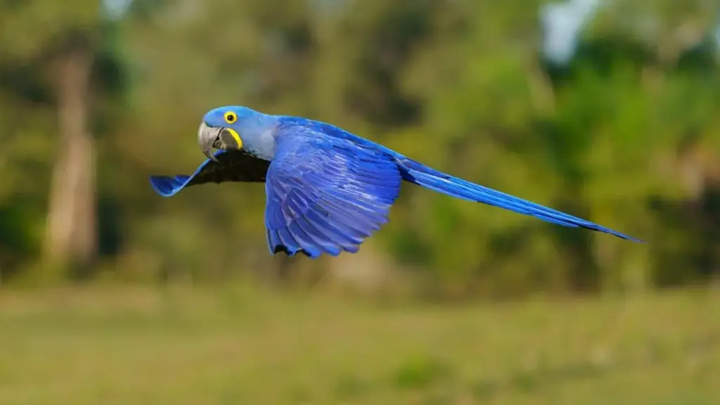 Hyacinth Macaw (Anodorhynchus hyacinthinus) Endangered Amazon Animals