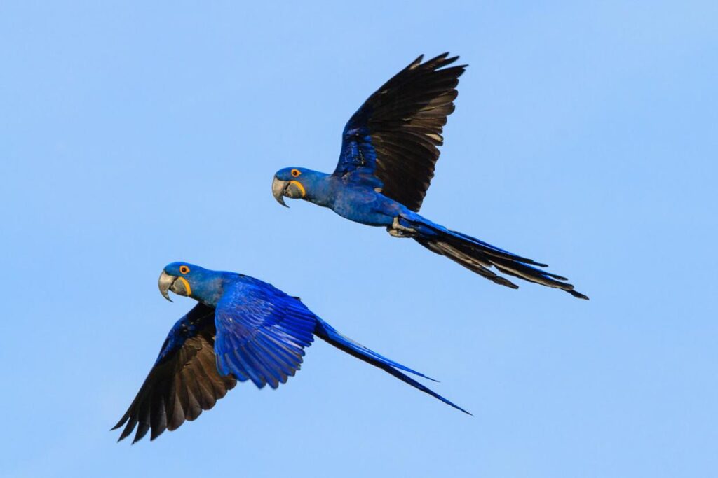 Hyacinth Macaw (Anodorhynchus hyacinthinus) Threatened Animals in the Amazon