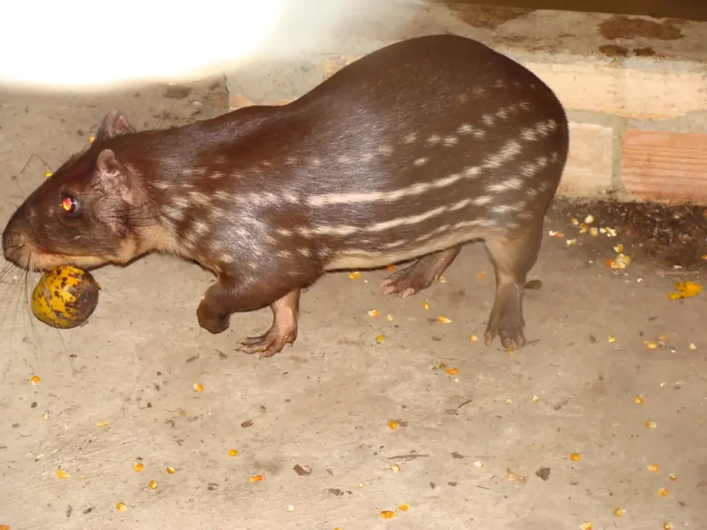 Paca (Cuniculus paca)
