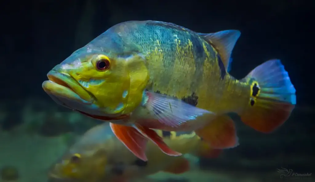 Peacock Bass Amazon Amazon Rainforest Fishes