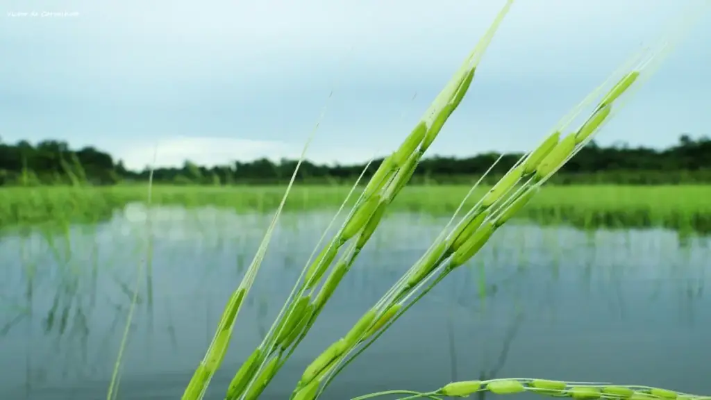 Rare Amazon Rainforest Plants