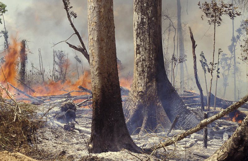 Role of Trees in the Amazon Rainforest