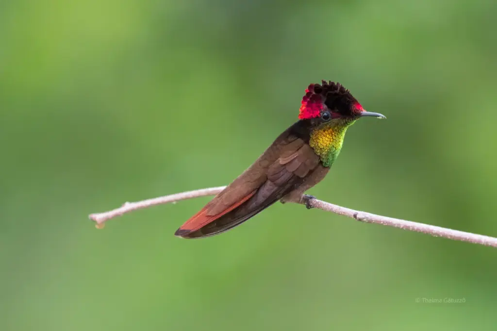 Ruby-topaz Hummingbird