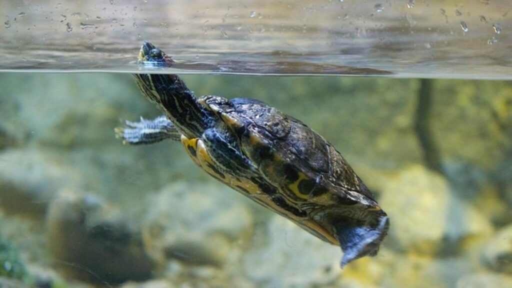 South American River Turtle (Podocnemis expansa) Threatened Animals in the Amazon