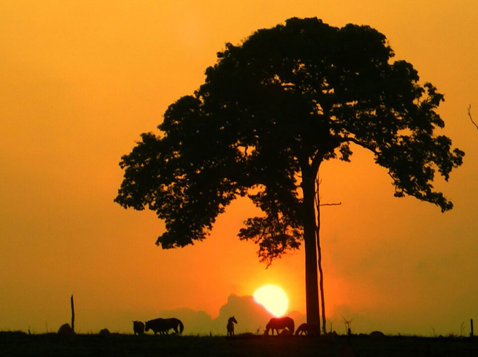 Sunset and a tree behind it and number of trees in amazon rainforest