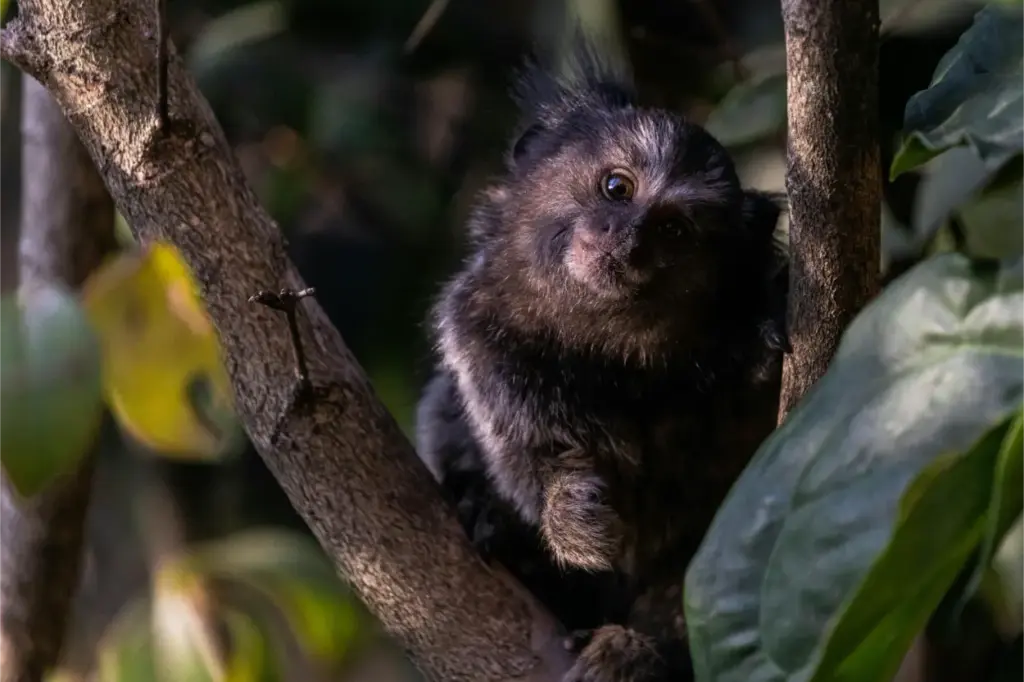 Tamarin Monkeys Saguinus spp