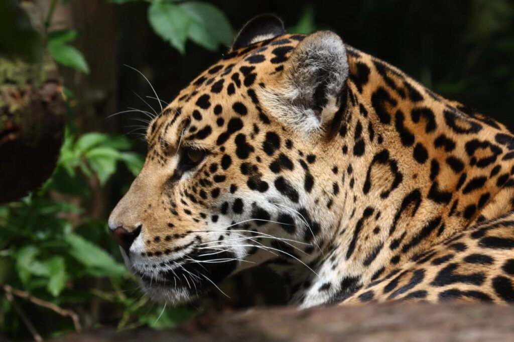Threatened Animals in the Amazon Jaguar