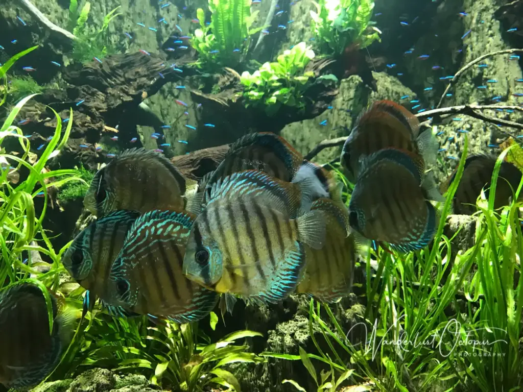 amazon Discus Fish peru