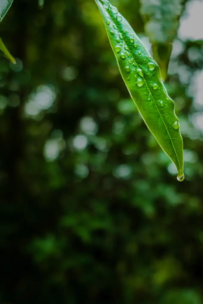 closeup-shot-dew-green-leaves rainy season in amazon climate
