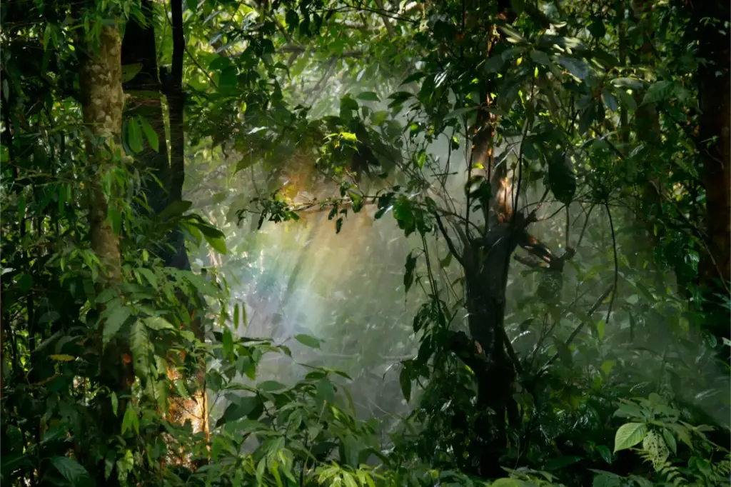 cloudy fores and sun lights Rainforest and Jungle Difference