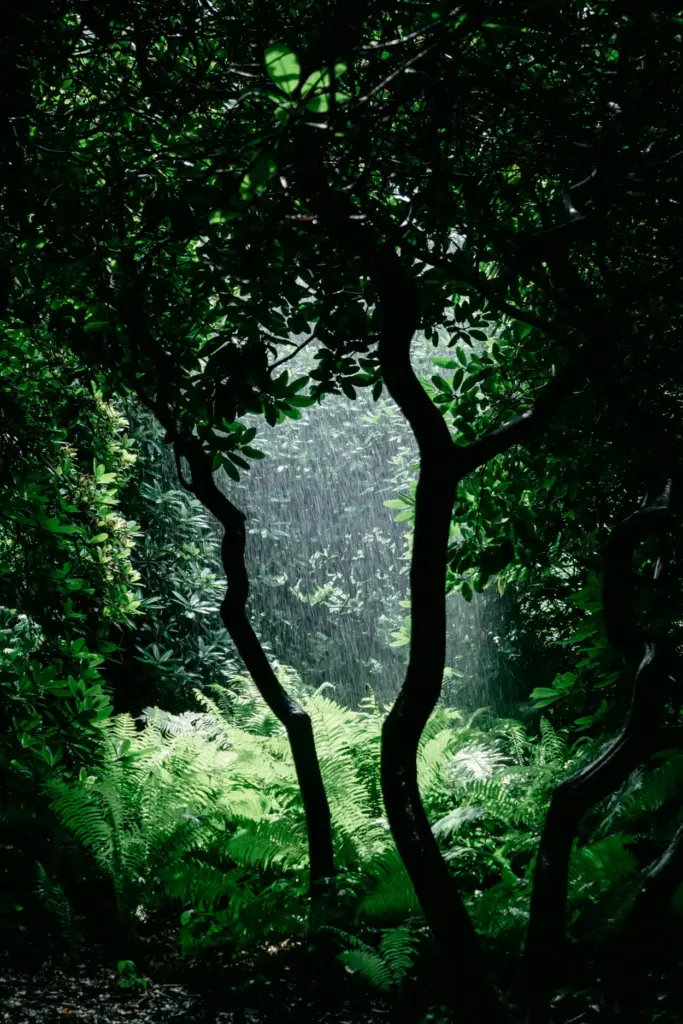 couple of trees in the dark Rainforest and Jungle Difference