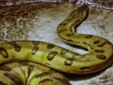 green anaconda